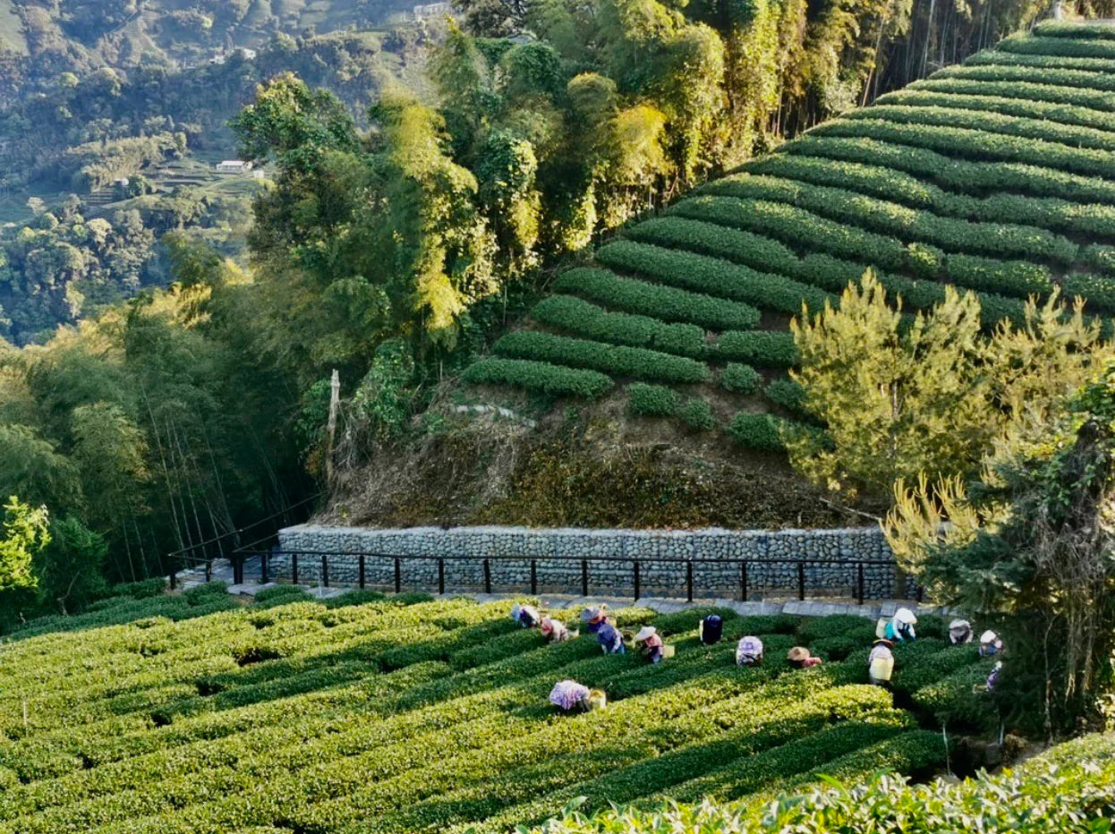 Golden Tea Feast Set: Taiwan Yushan High Altitude Oolong Tea (150g*2 cans) Buy 2 Get 1 Free