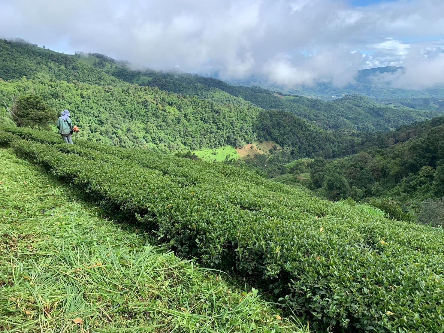 Buy three get one free for premium old white tea (100g)